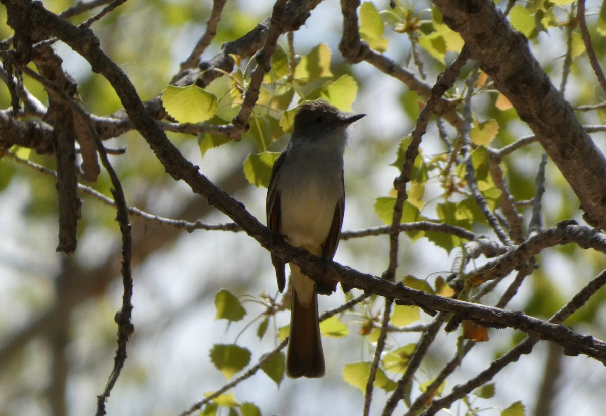 Ash-throated Flycatcher - Joshua C'deBaca