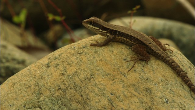 Cuban Side-blotched Curlytail - ML439501