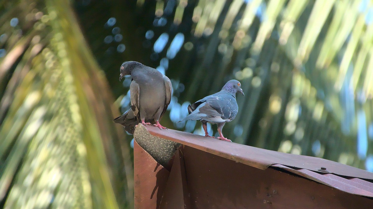 Rock Pigeon (Feral Pigeon) - Aseem Borkar