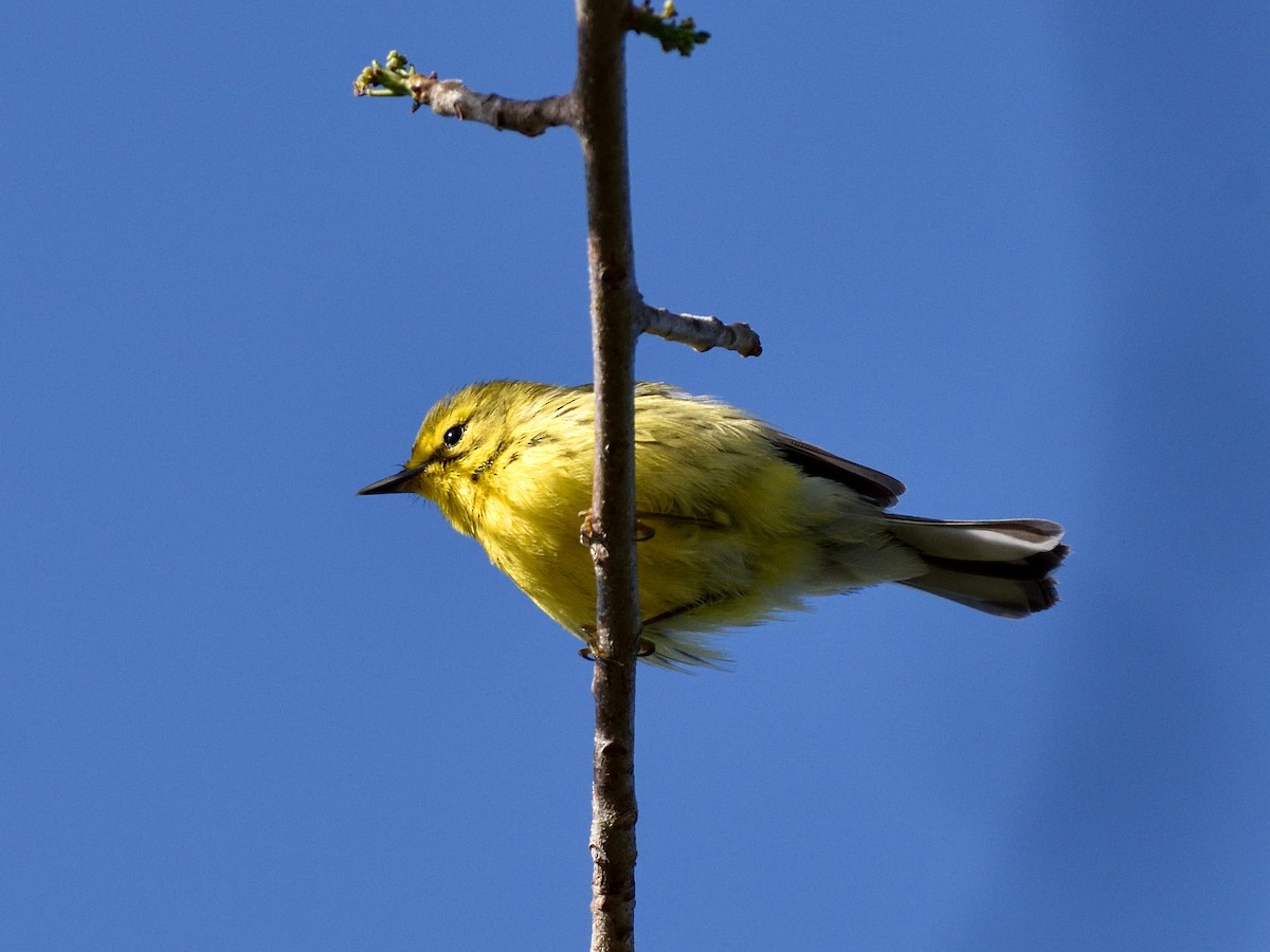 Prairie Warbler - ML439502471