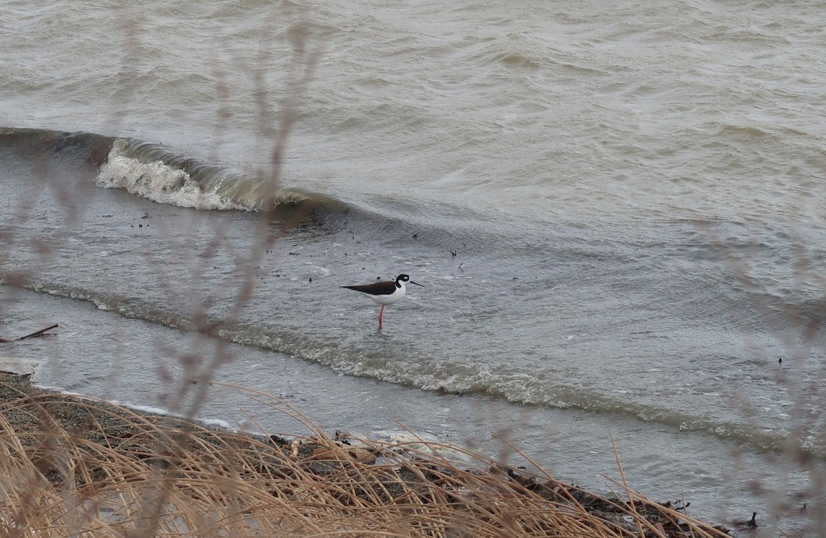 Black-necked Stilt - ML439504011