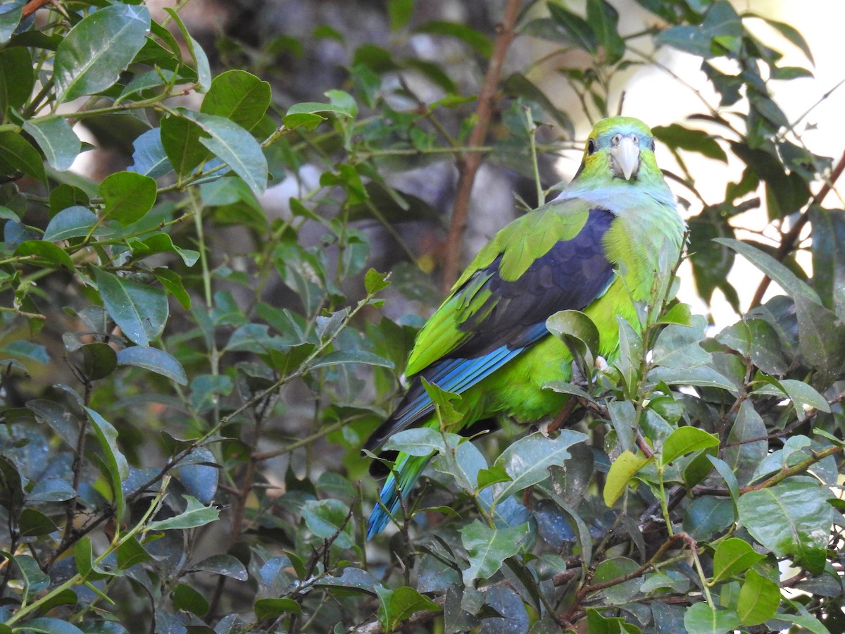 Black-winged Parrot - ML439504931