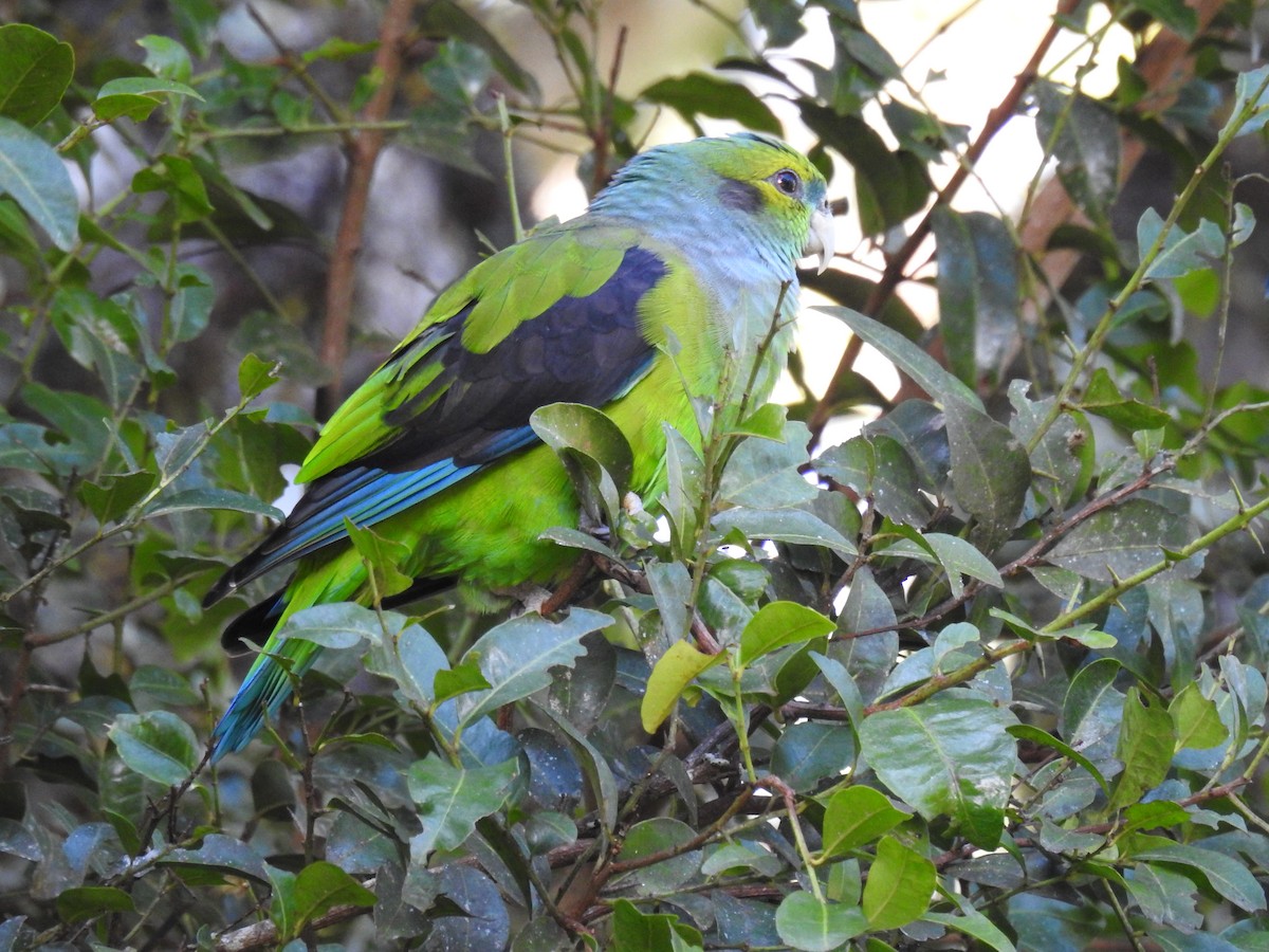 Black-winged Parrot - ML439504981