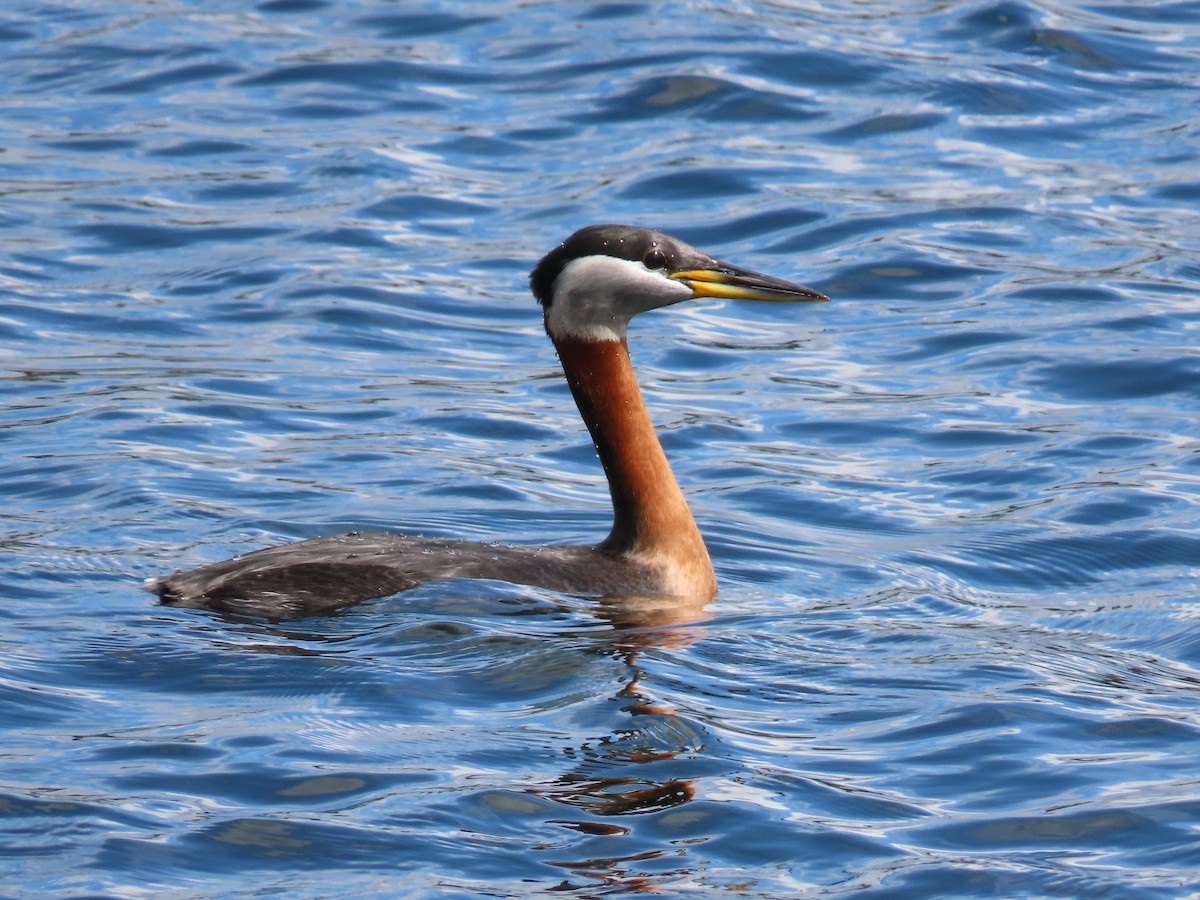 Red-necked Grebe - ML439505101