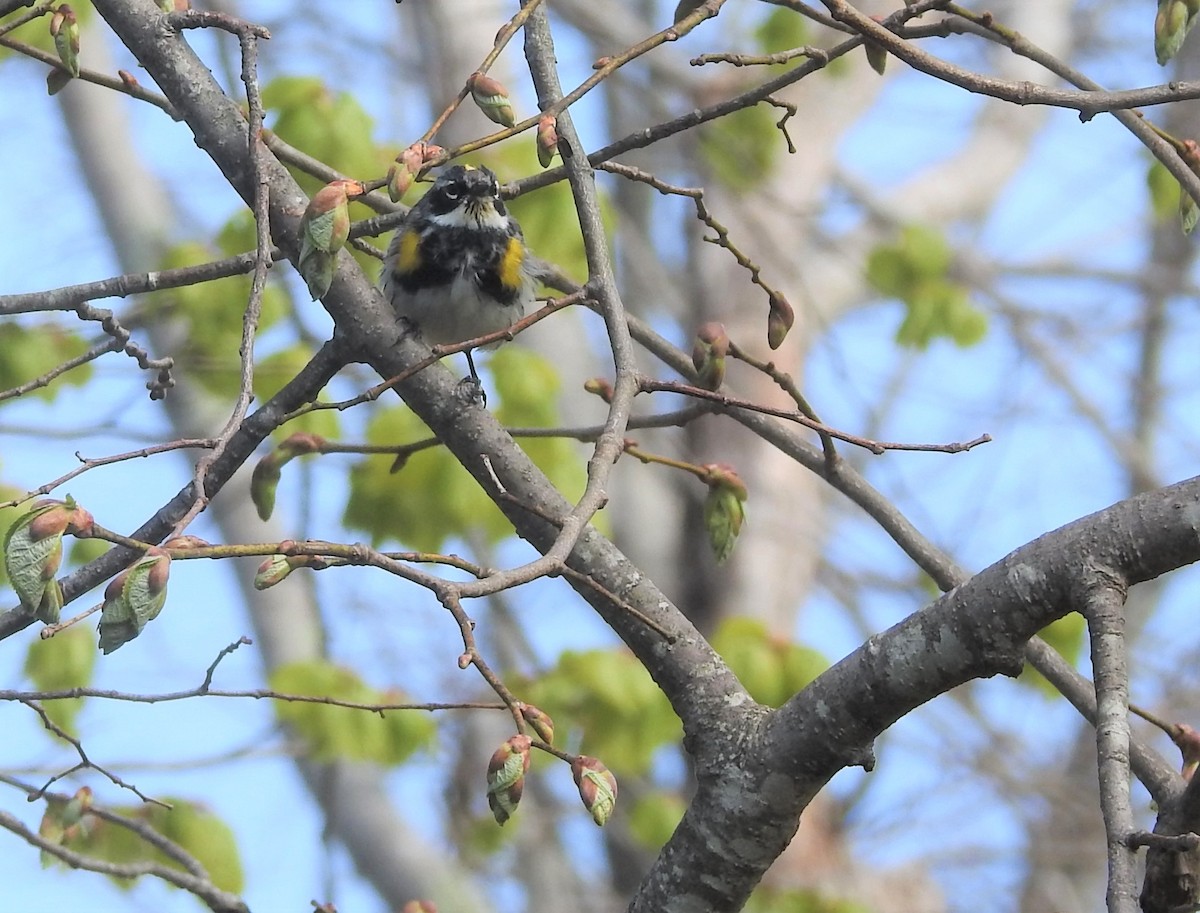 Yellow-rumped Warbler - ML439506001