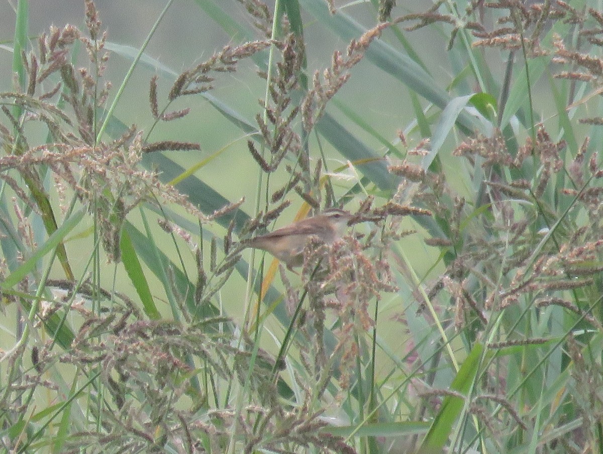 Sedge Warbler - ML439506701