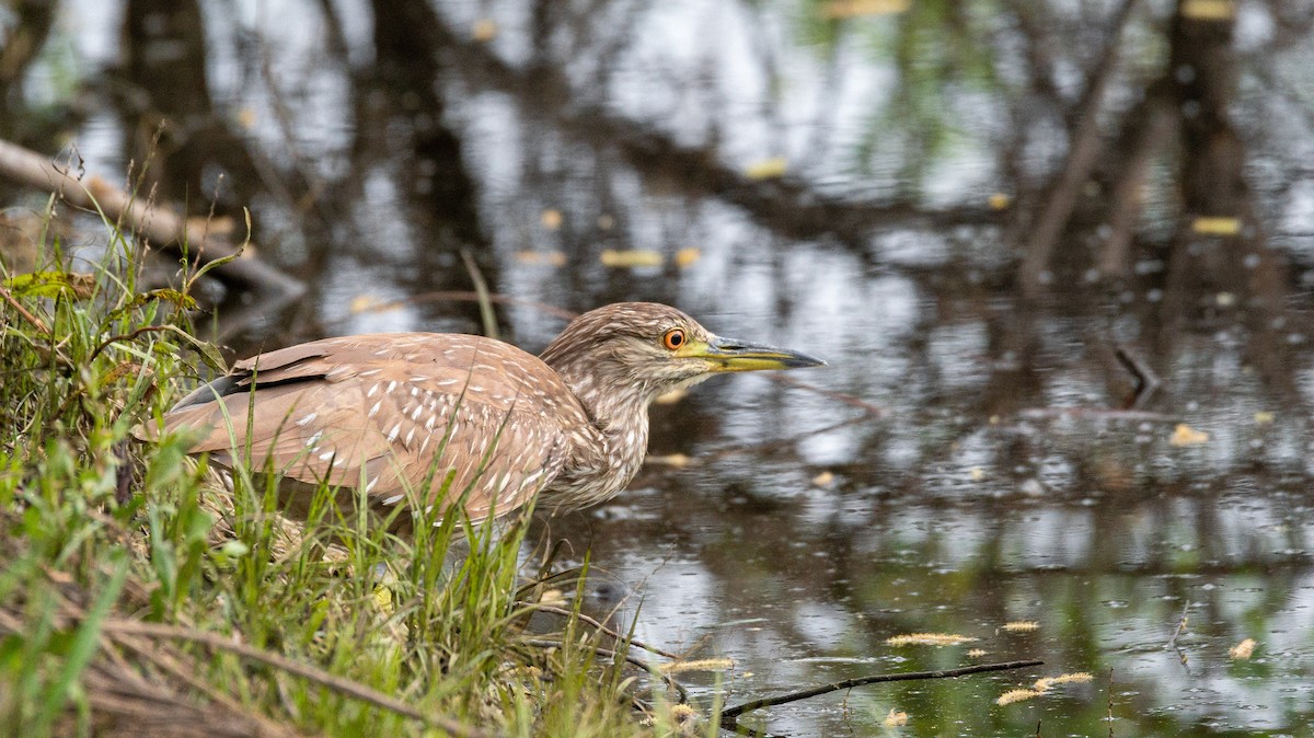 Black-crowned Night Heron - ML439507341