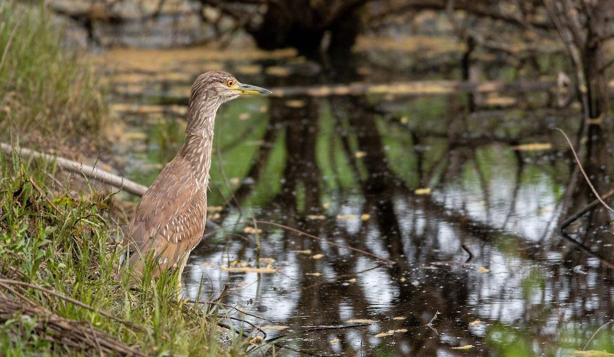 Black-crowned Night Heron - ML439507401