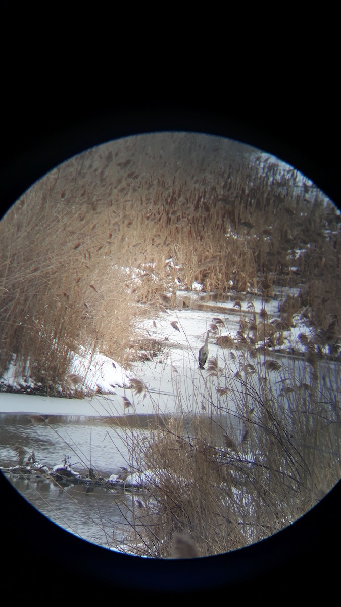 Great Blue Heron - ML43950761