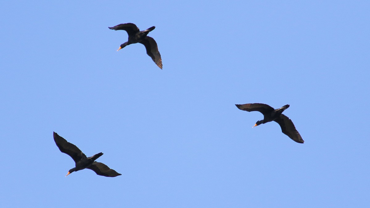 Double-crested Cormorant - ML439507951