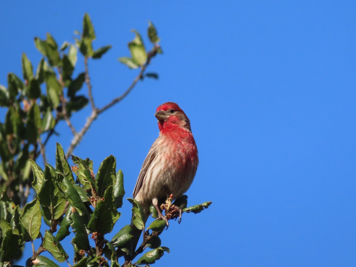 House Finch - ML439507961