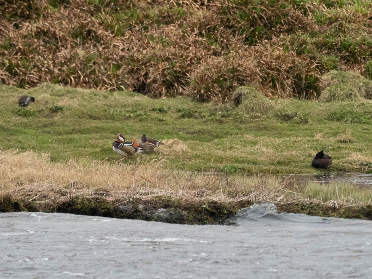 Mandarin Duck - ML439511771