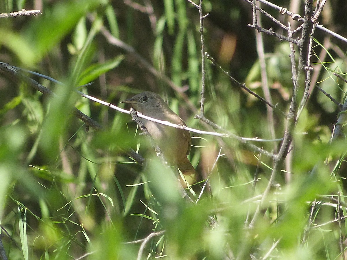 House Wren - Jose Navarro