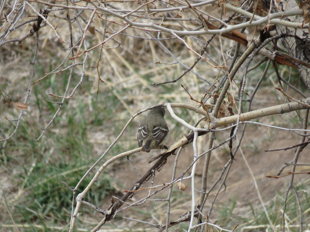 Trockenbusch-Schnäppertyrann - ML439513281