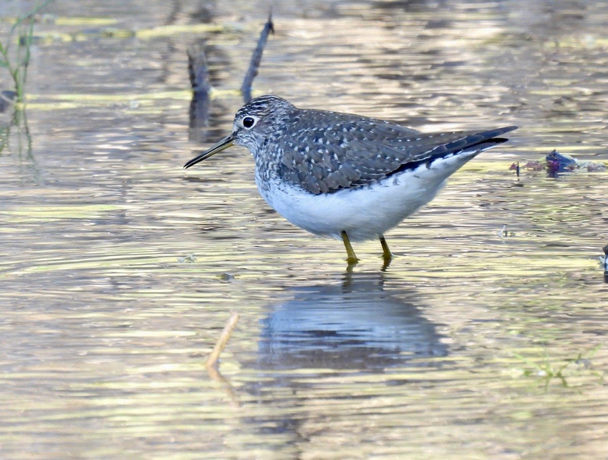 Solitary Sandpiper - Bob Nieman