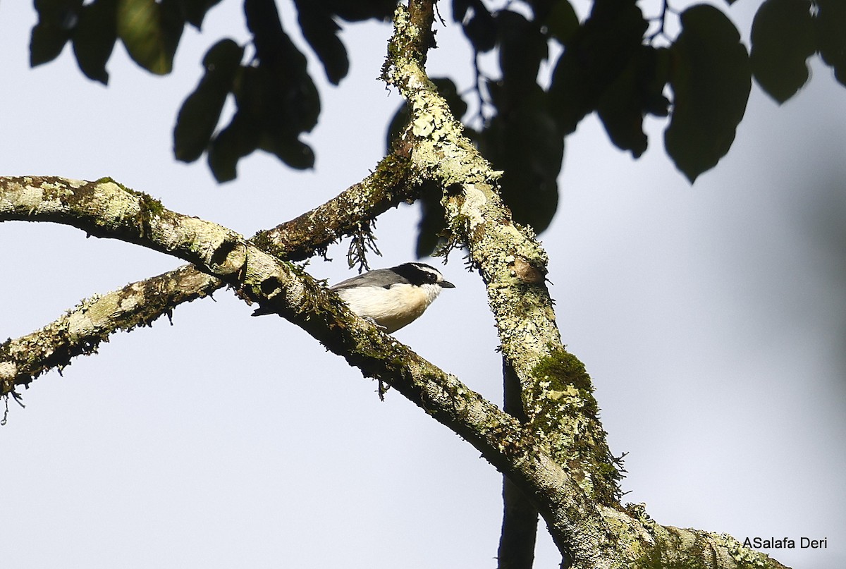 Gray-green Bushshrike - ML439514591