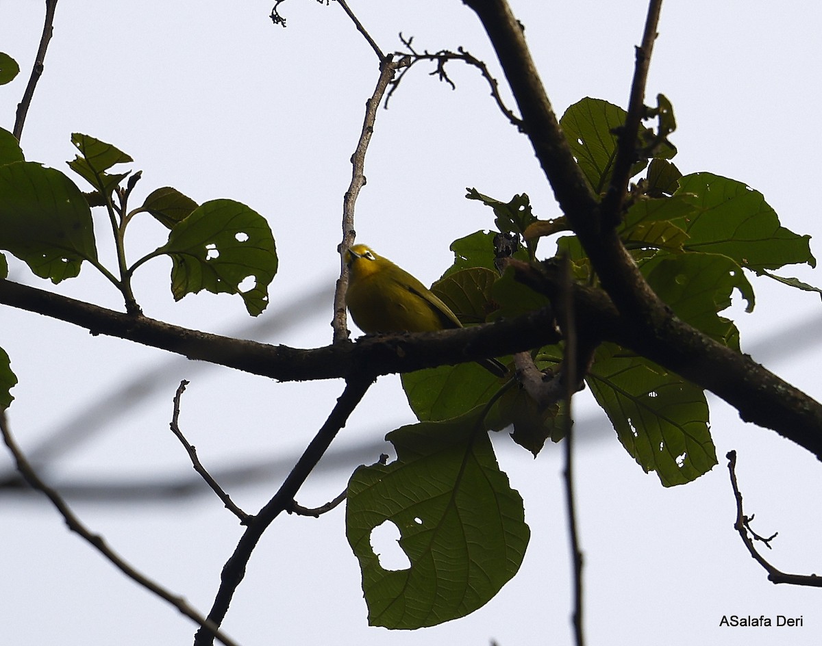 Northern Yellow White-eye (jacksoni/gerhardi) - ML439515691