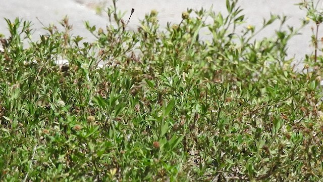 Kirtland's Warbler - ML439516101