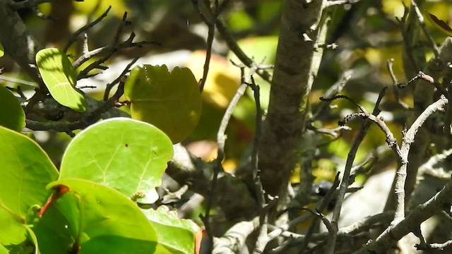 Kirtland's Warbler - ML439516211