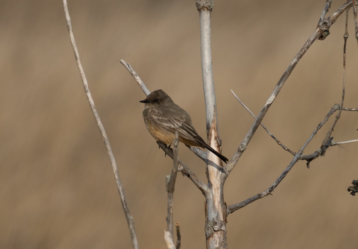 Say's Phoebe - Rich Ashcraft