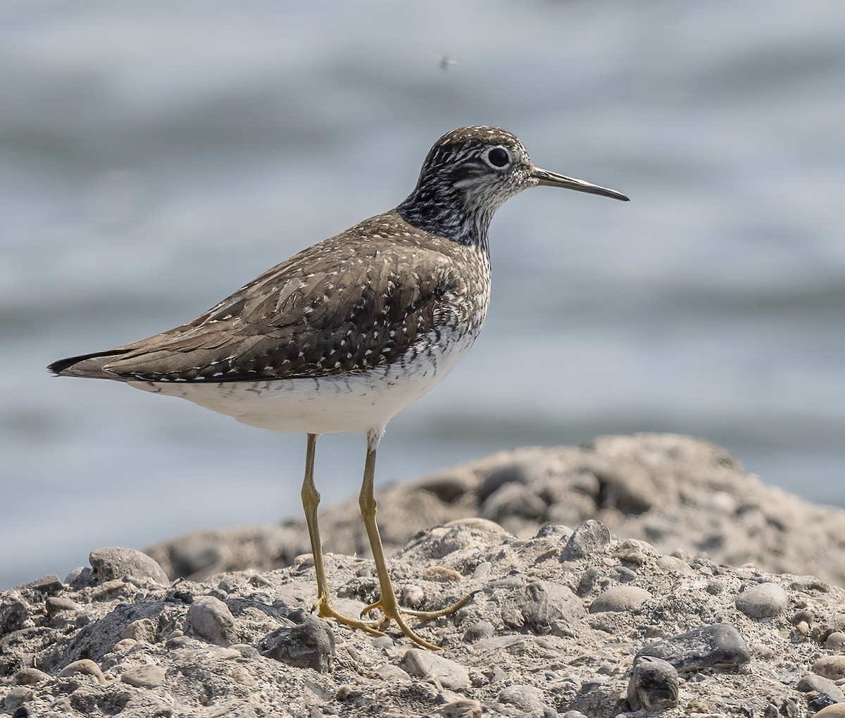 Solitary Sandpiper - ML439518461