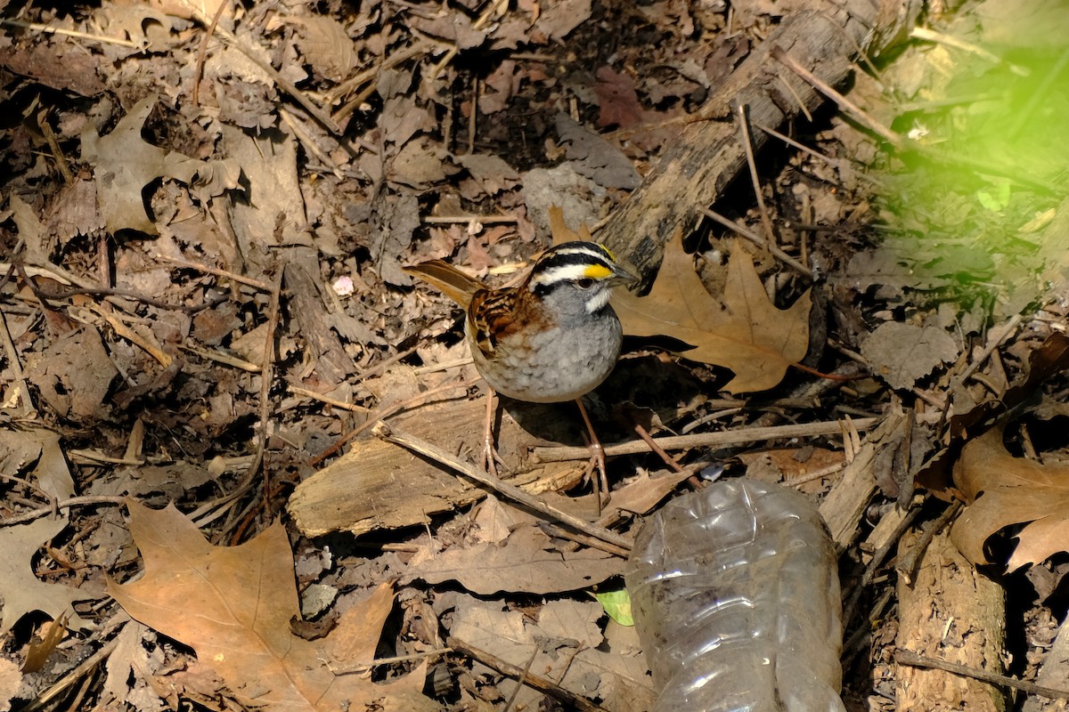 White-throated Sparrow - ML439518801