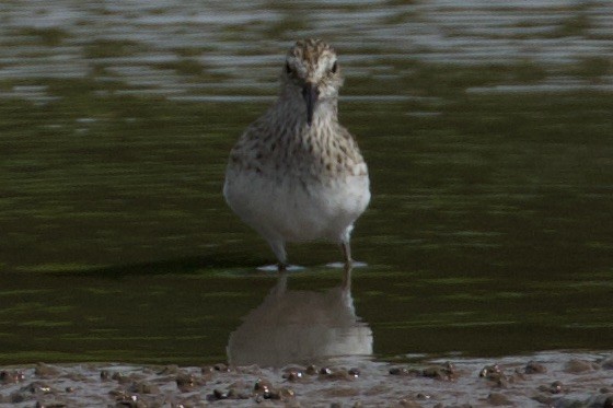 Baird's Sandpiper - ML439520211