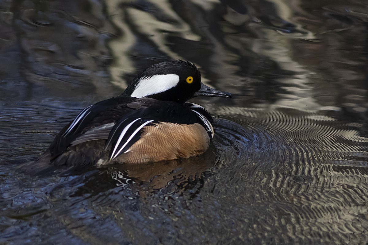 Hooded Merganser - ML439520221