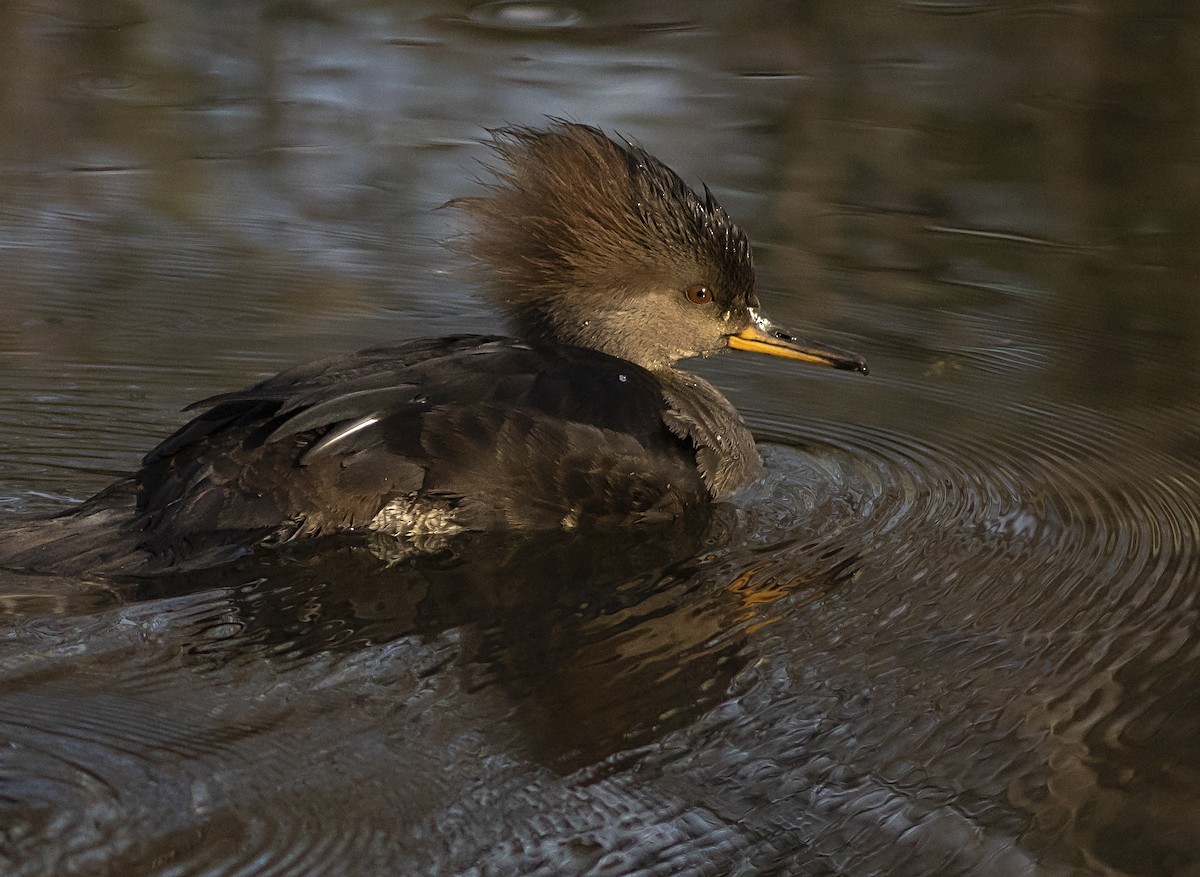 Hooded Merganser - ML439520381