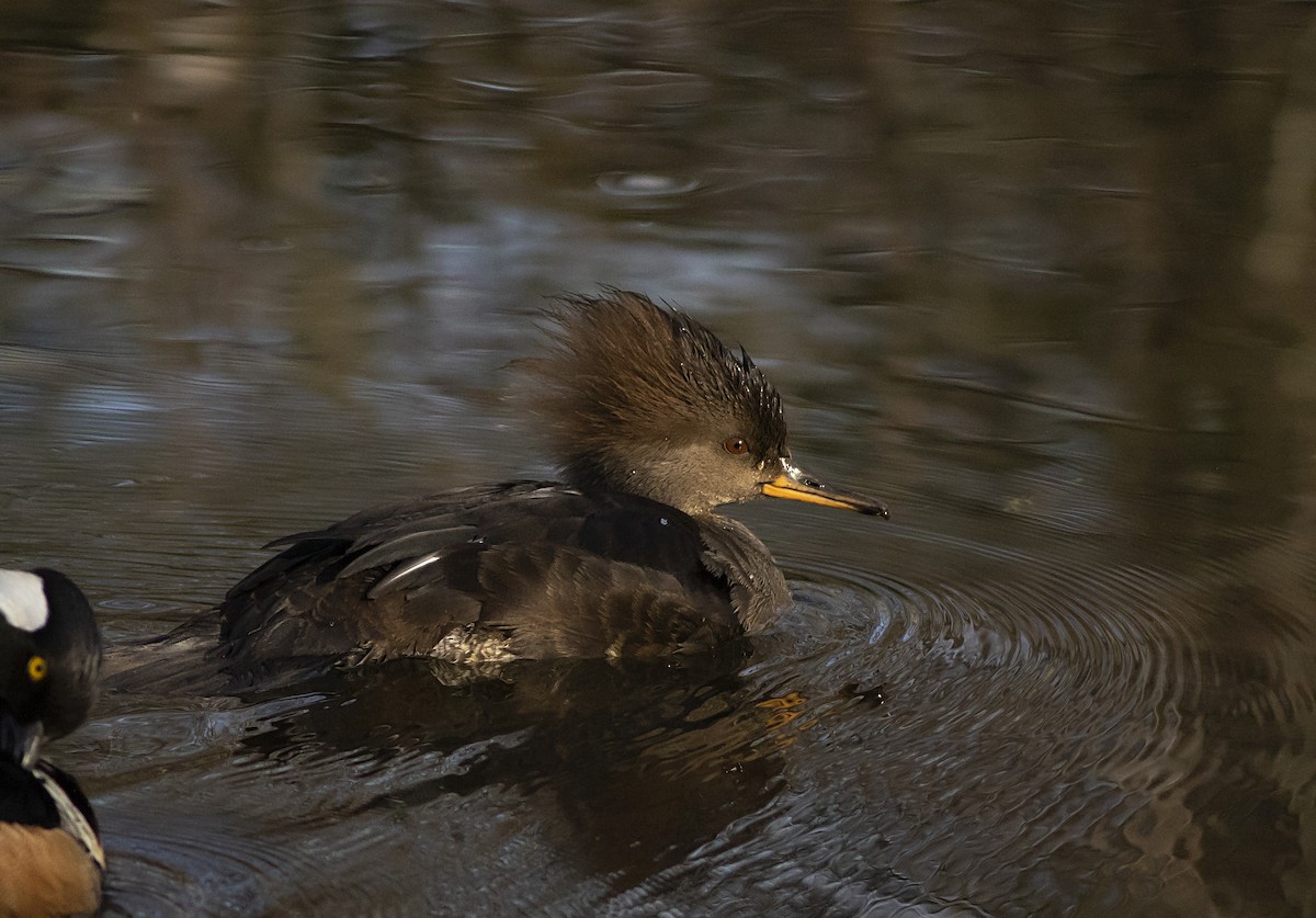 Hooded Merganser - John Gluth