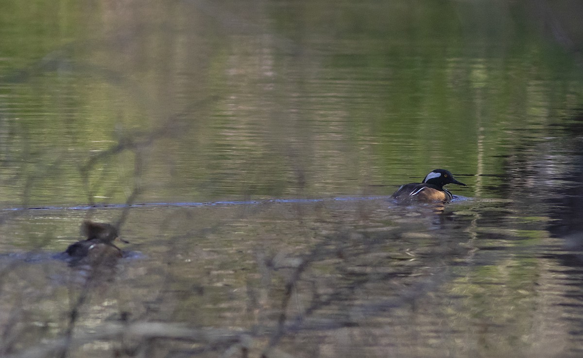 Hooded Merganser - ML439520481