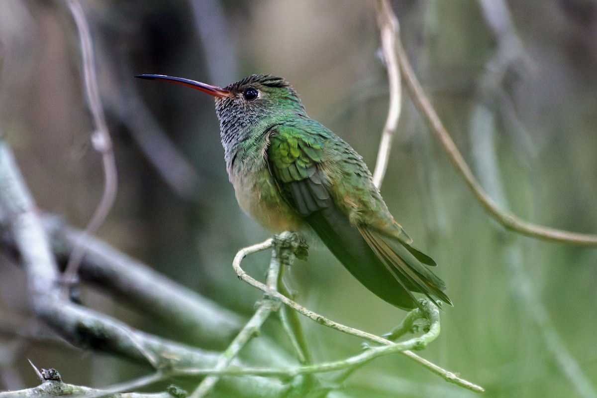 kolibřík yukatanský - ML439521131