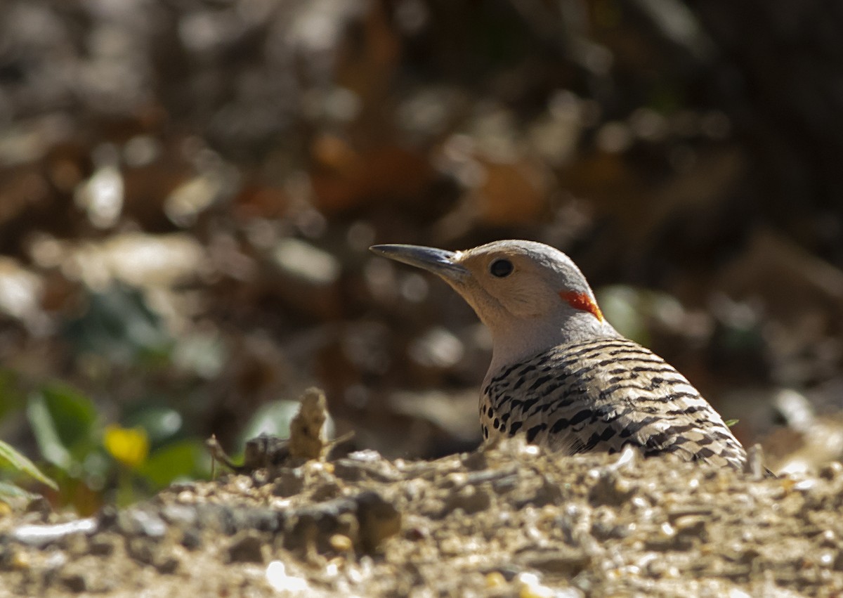 Northern Flicker - ML439521151