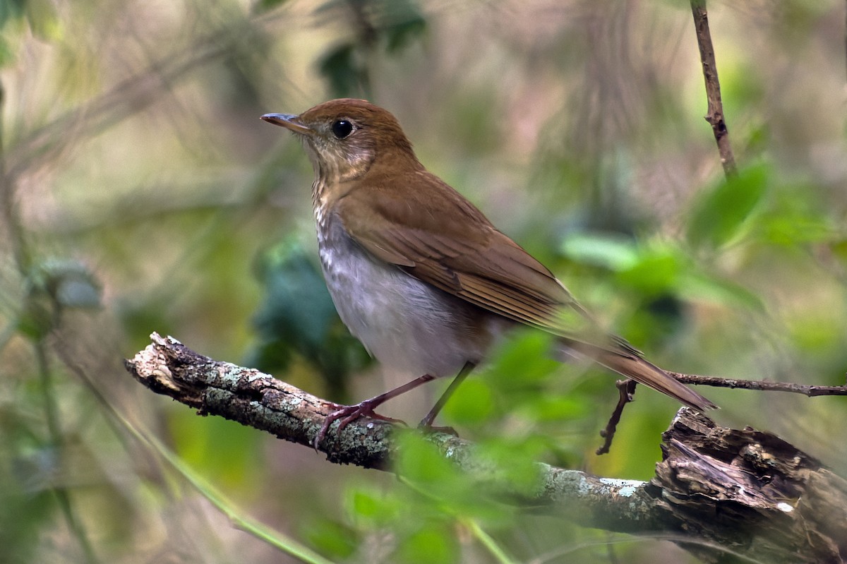 Veery - ML439521171