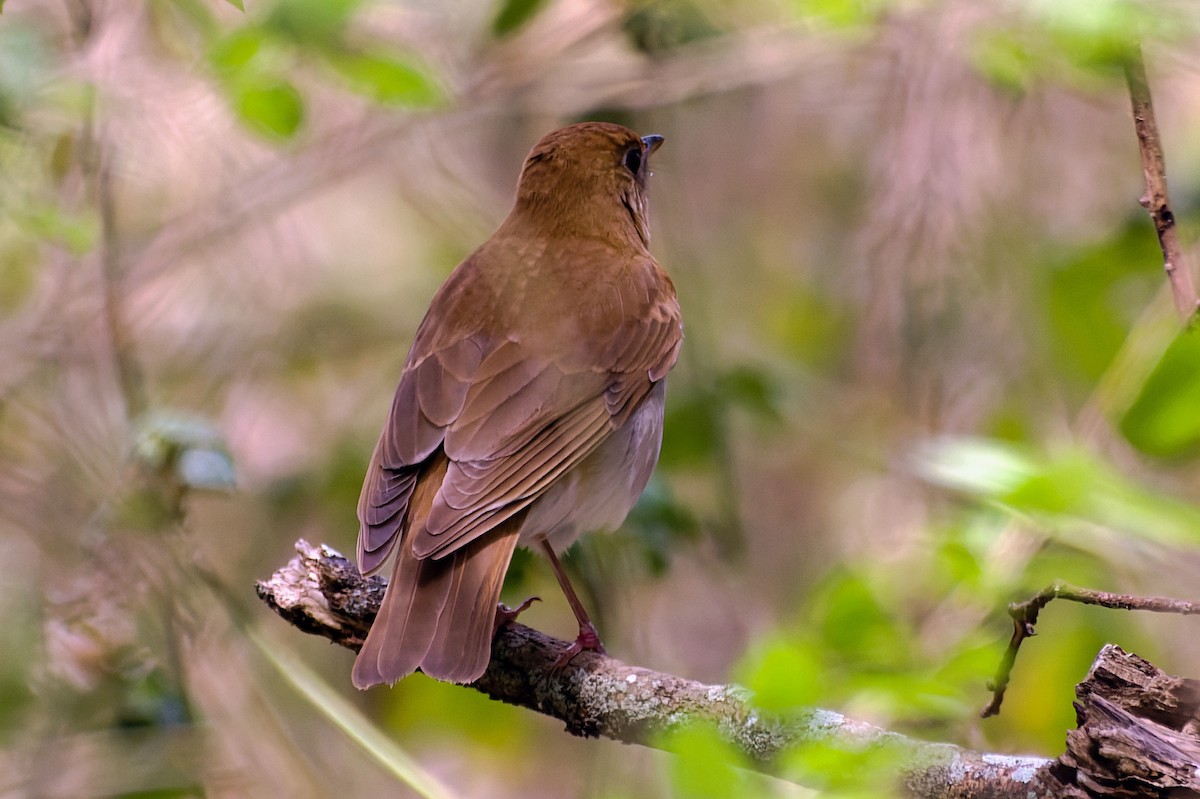 Veery - ML439521201