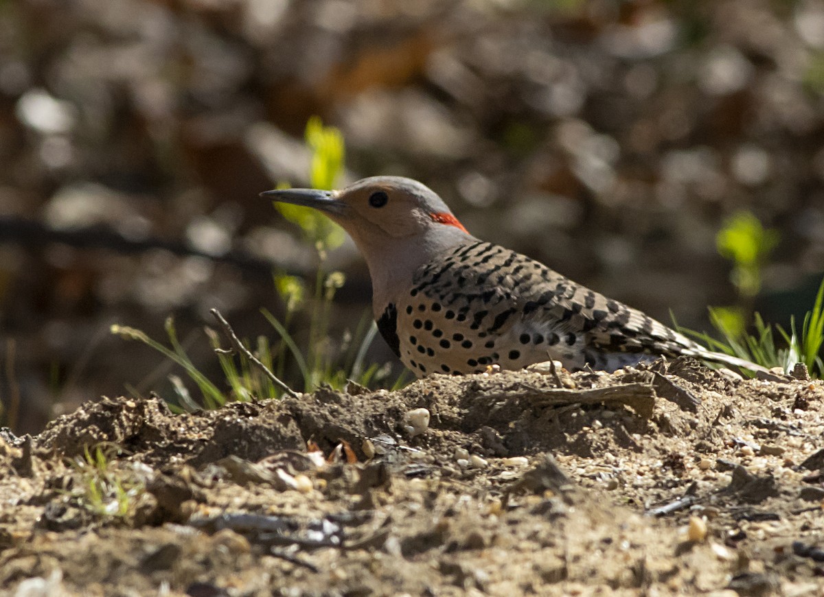 Northern Flicker - ML439521231