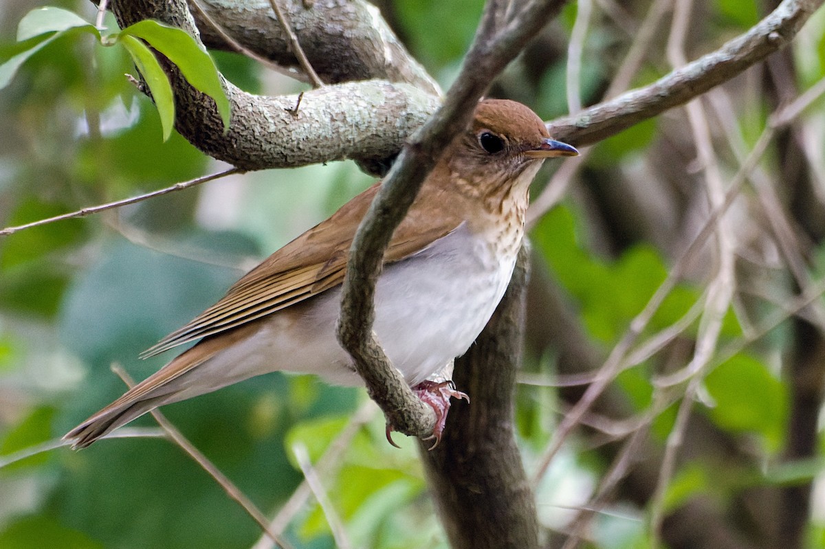 Veery - ML439521261