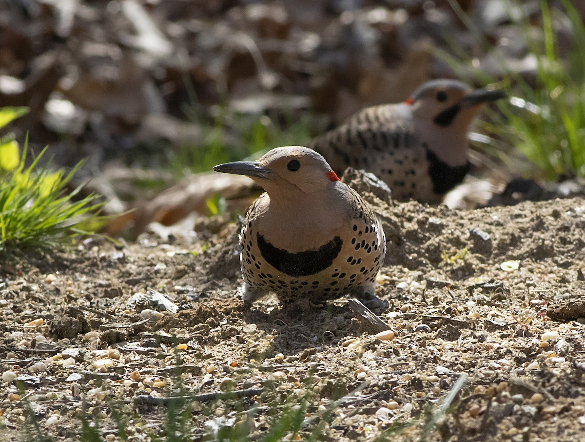 Northern Flicker - ML439521481