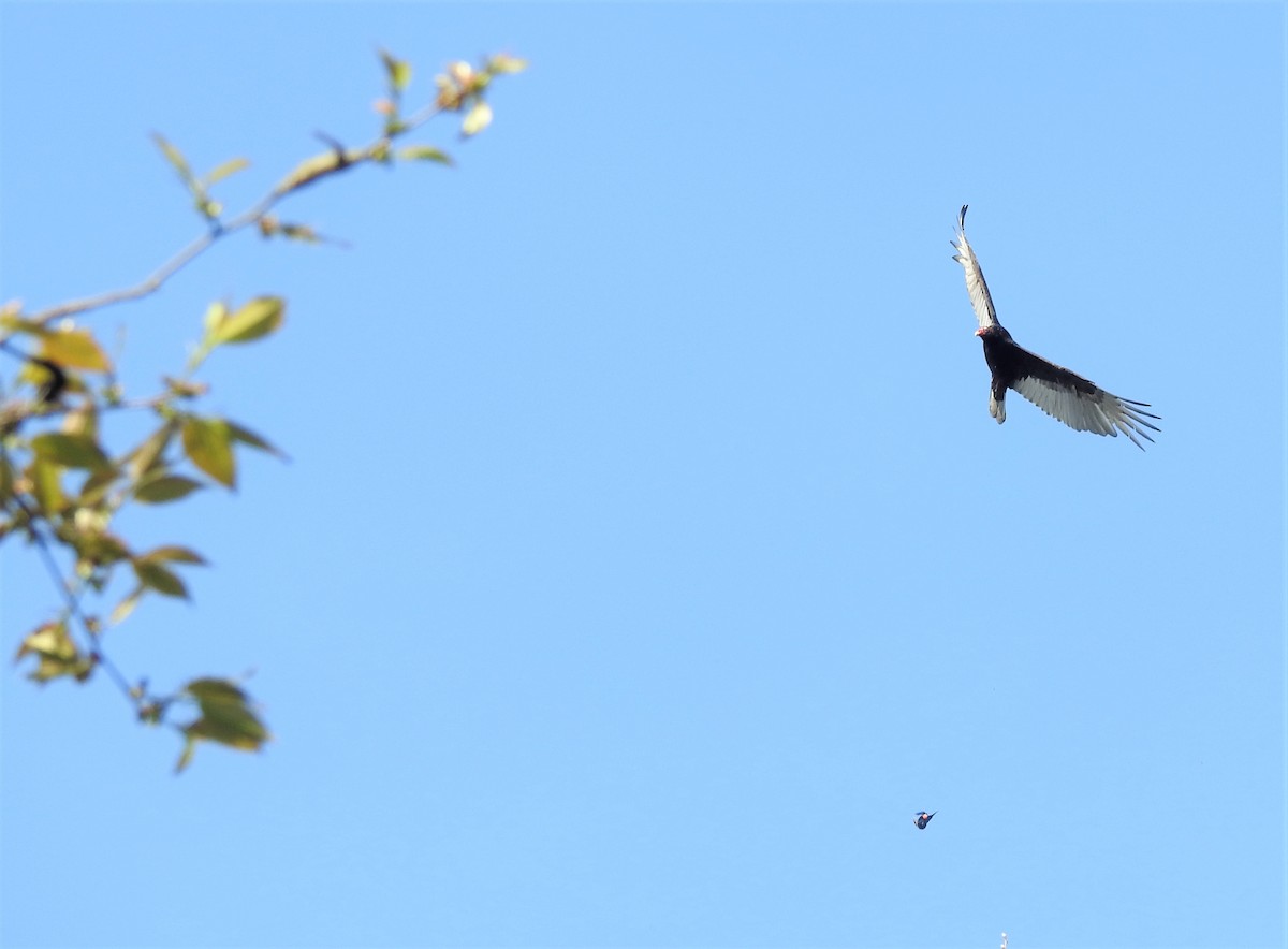 Turkey Vulture - ML439521571