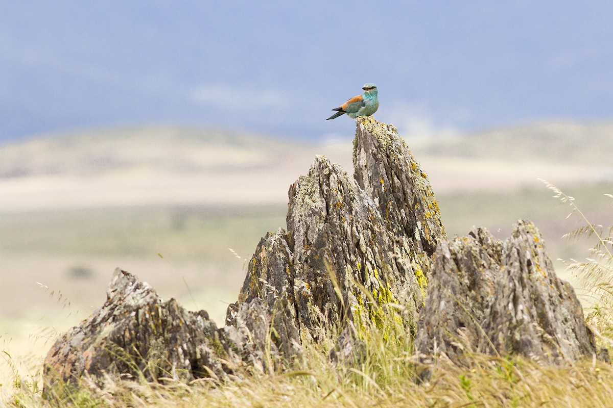 European Roller - Javi Elorriaga