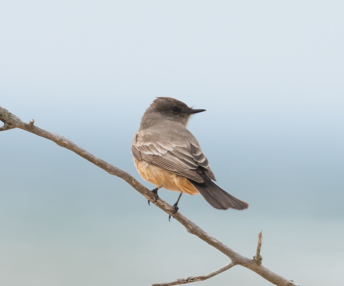 Say's Phoebe - Rich Ashcraft