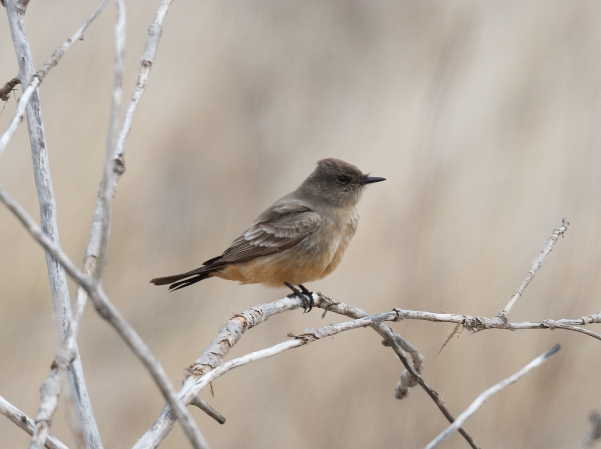 Say's Phoebe - Rich Ashcraft