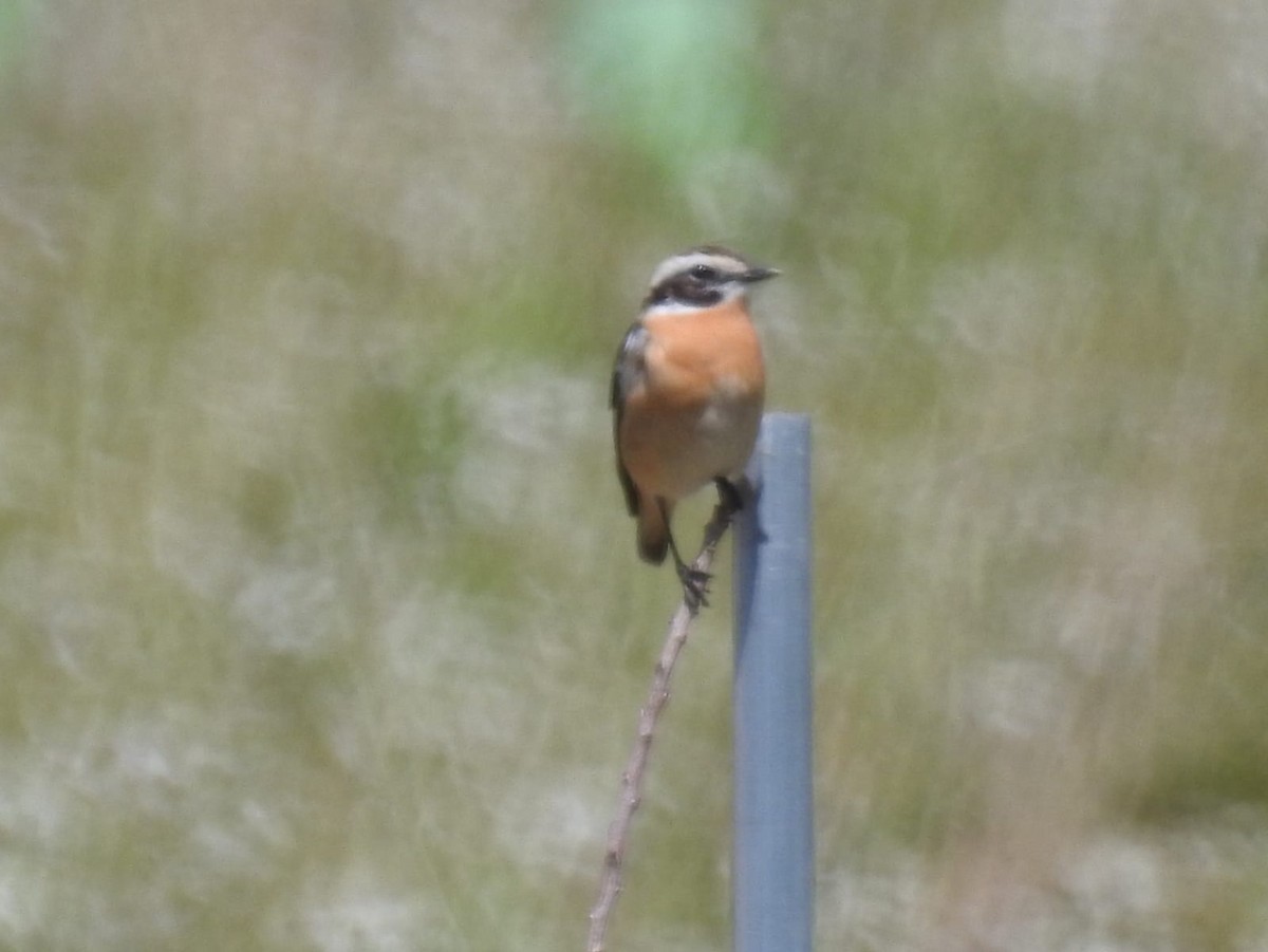 Whinchat - ML439523711