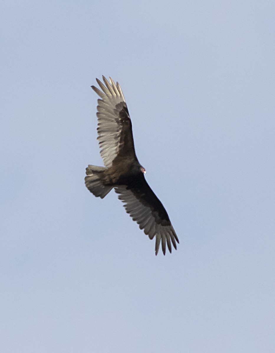 Turkey Vulture - ML439523731