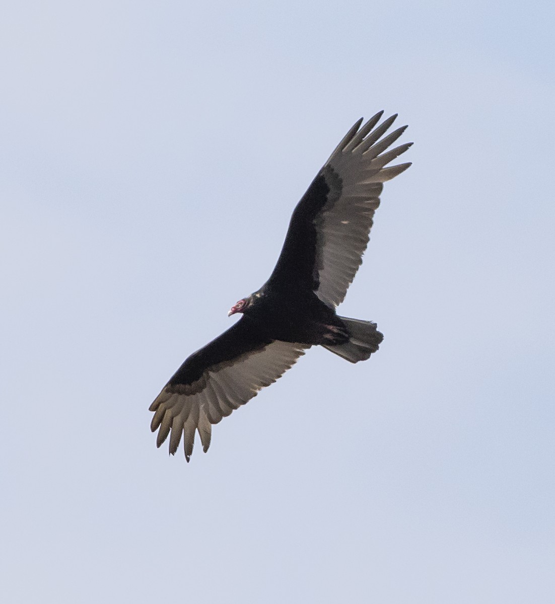 Turkey Vulture - ML439523741
