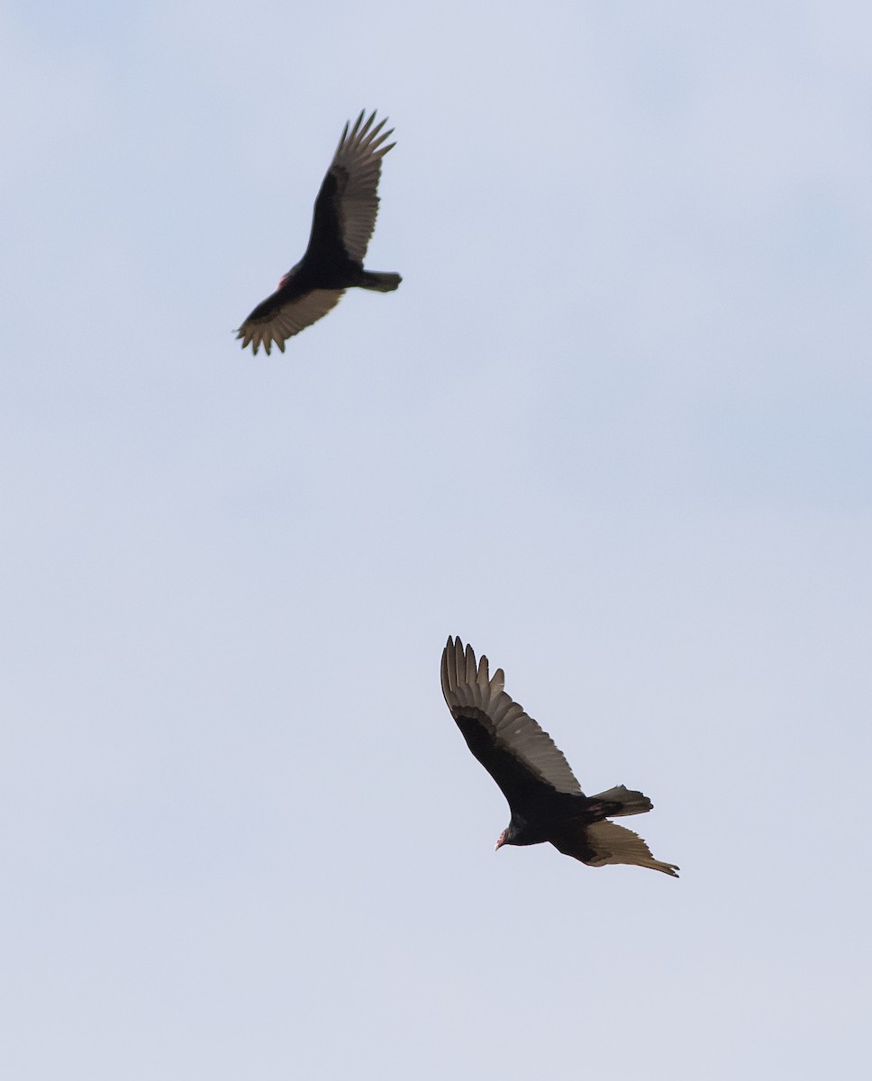Turkey Vulture - ML439523781