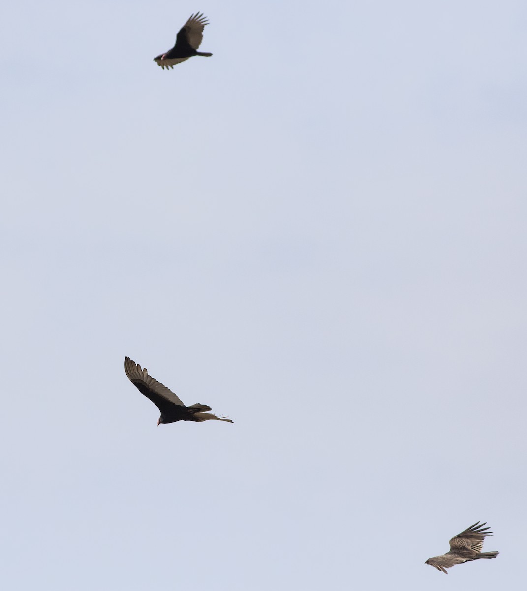 Turkey Vulture - ML439523871