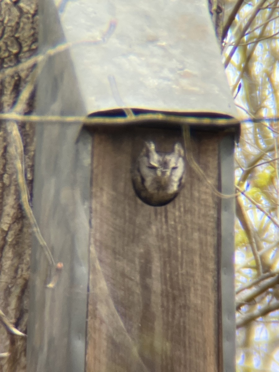 Eastern Screech-Owl - Tim E.