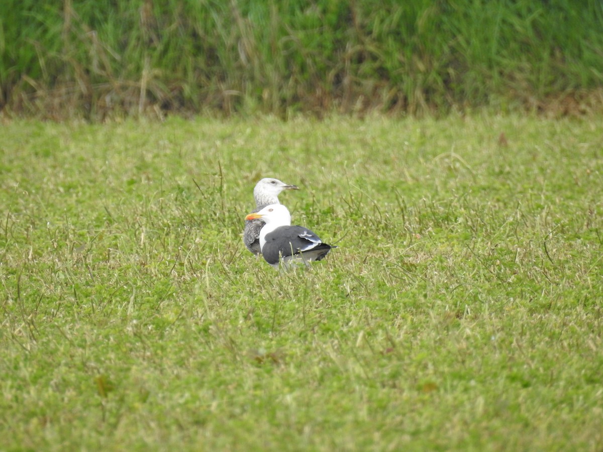 Lesser Black-backed Gull - ML439525261