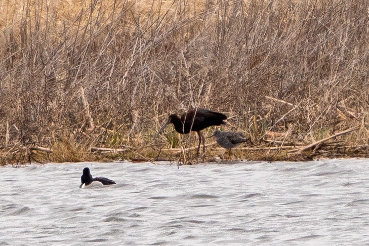 White-faced Ibis - ML439526881